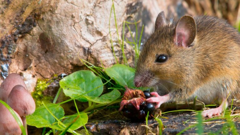 solution nuisibles 13 deratisation desinfection desinsectisation expert 3d marseille rat souris rongeurs puces punaises de lit cafard blatte infection