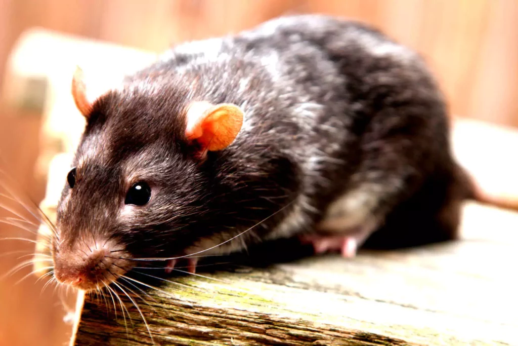 solution nuisibles 13 deratisation desinfection desinsectisation expert 3d marseille rat souris rongeurs puces punaises de lit cafard blatte infection