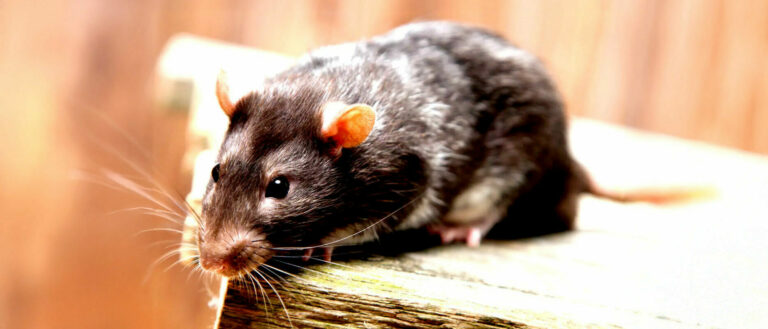 solution nuisibles 13 deratisation desinfection desinsectisation expert 3d marseille rat souris rongeurs puces punaises de lit cafard blatte infection