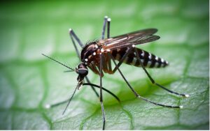 solution nuisibles 13 deratisation desinfection desinsectisation expert 3d marseille rat souris rongeurs puces punaises de lit cafard blatte infection